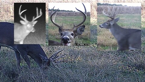Illinois trail cam time lapse. 6 weeks in 2 minutes on a brassica fall food plot