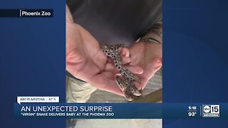 "Virgin" snake delivers baby at Phoenix Zoo