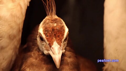 Peacock Eyes, Peacock Minute, peafowl.com