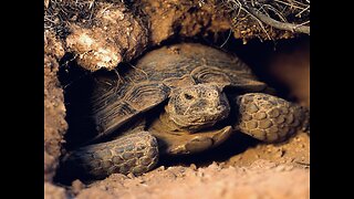 5 Fun Facts About The Desert Tortoise
