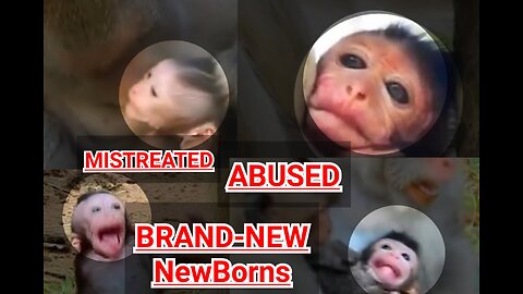 (BRAND-NEW)NewBorn MONKEYS getting WEANED/TORTURED for the VERY FIRST TIME!!!!
