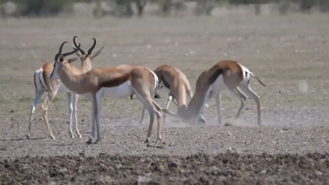 Springbok locking horns in a fight at Central Kalahari Game Reserve in Botswana