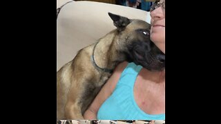 Malinois dog wants in owners face too