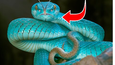 20 Snakes That Are Born Only Once In a Thousand Years