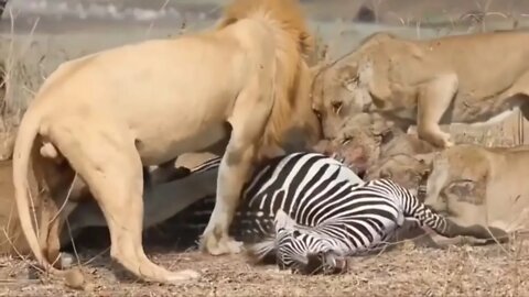 Zebra Fight of Lion attack | Lion attack to zebra ||2022||