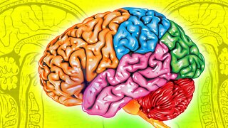 The Brain Parts Every Biology Student Needs to Know