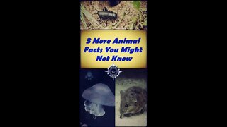 3 More Animal Facts You Might Not Know #shorts