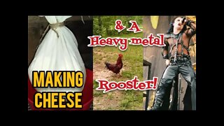 Making Cheese and a Heavy Metal Rooster! - Ann's Tiny Life and Homestead