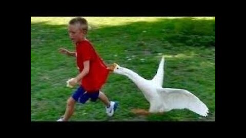 Aggressive Duck Attacking Scared Kid 😂🤣 Funny Animal Video