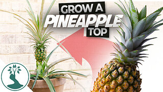Growing a Pineapple Plant from a Pineapple Top - Everything You Need to Know for Success!