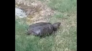 Turtle compilation 2020-2023