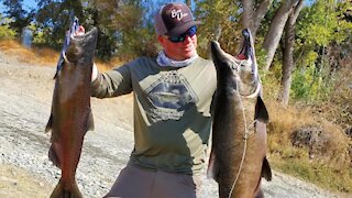 A Quick Feather River SALMON Limit (AND NEW PB!!)