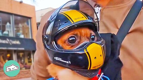 Fearless Chihuahuas Love Bike Rides With Man | Furry Buddies