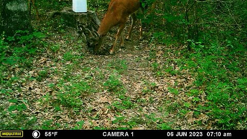 Velvet rack. Deer antlers are growing