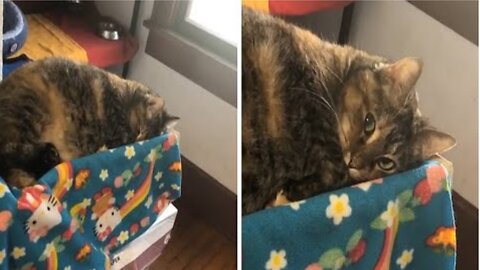 Cat pretends to sleep to avoid taking her medicine