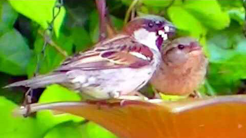 IECV NV #390 - 👀 White Crowned Sparrow🐤, House Sparrows🐤, Starlings🐤🐤🐤🐤 6-7-2017