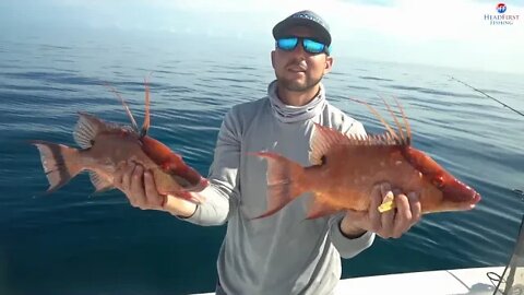 How to catch the Motherload of Hogfish - Bacon Quest Reloaded