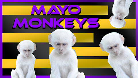 Mayo monkeys