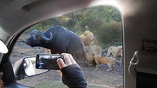 Lions Attack & Kill Buffalo Next to Vehicle