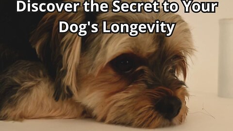 Discover the Secret to Your Dog's Longevity - YUMWOOF