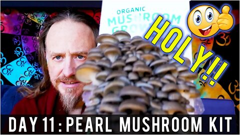 Day 11: Organic Pearl Oyster Mushroom Grow Kit (14 days to Harvest) Sustainability | How To Review