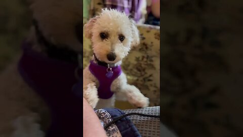 Cute Lucy puppy wants a cookie