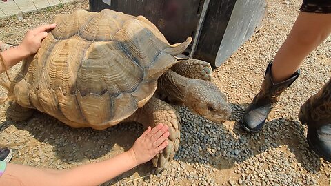 Incredible Moment between Live Tortoise, Kids, & their Toy Monster Trucks