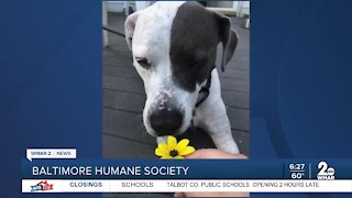 Kaden the dog is up for adoption at the Baltimore Humane Society