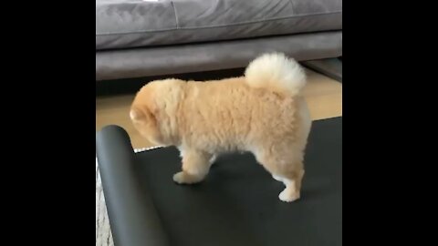 Morning Stretching for my dog :)