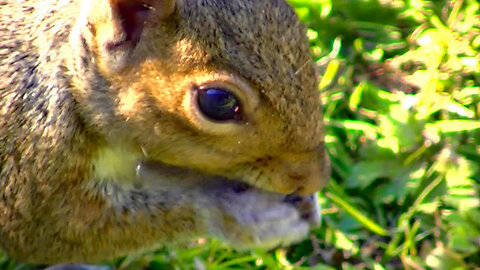 IECV NV #703 - 👀 Grey Squirrel Getting In To Some Bread🐿️ 7-23-2018