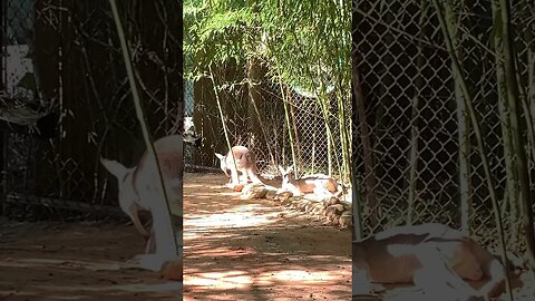 Kangaroos Relaxing In The Sun