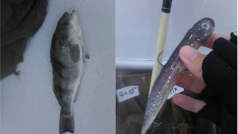 Premier Sportfishing Catching Sand Bass on a #hookupbaits!