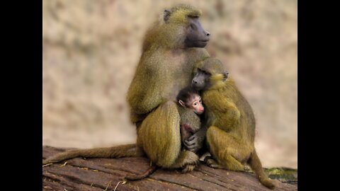 Funny monkey family take care for small monkey