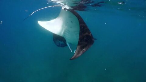 Underwater view of hovering Giant manta ray (2)