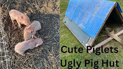 A New Paddock and a New Pig Hut