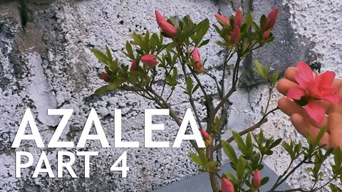 Azalea Pre Bonsai, 4