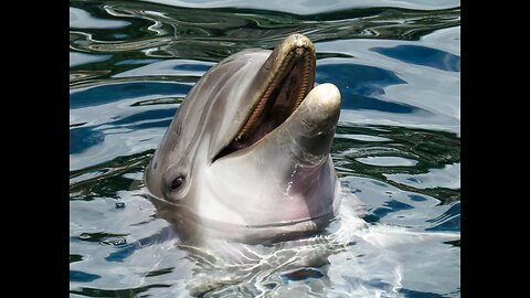 cute dolphin kisses