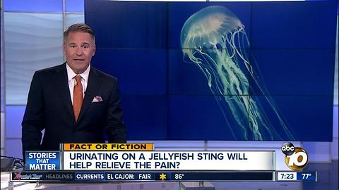 Urinate on jellyfish stings?