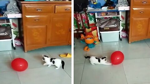 Cutest Baby cat Playing a Ball