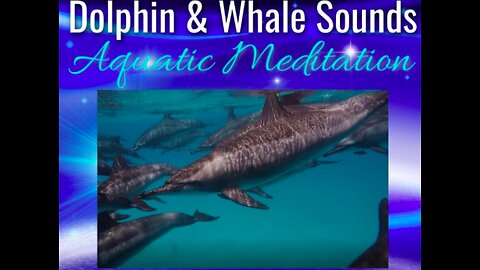 Healing songs of Dolphins & Whales | Deep Meditative Music for Harmony of Inner Peace