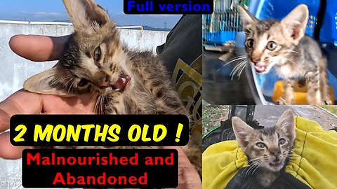 Eric: The full version, Malnourished and neglected kitten alone at a market