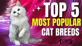 Top 5 Most Popular Cat Breeds