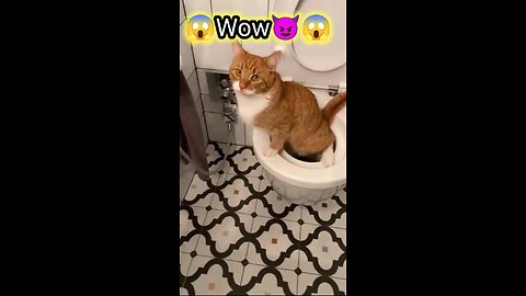 cats doing funny moments 😂😄