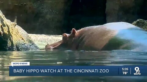 Bibi shows signs of labor as the Cincinnati Zoo awaits Fiona's sibling