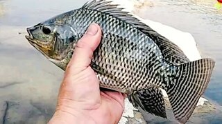 How to catch 25lbs of Tilapia
