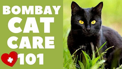 Bombay Cats: Cat Care