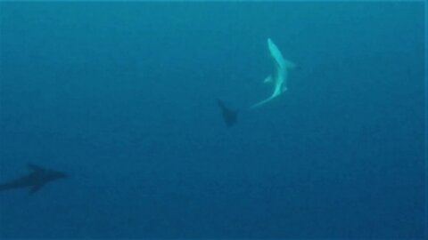Large Galapagos shark runs from angry bull sea lion