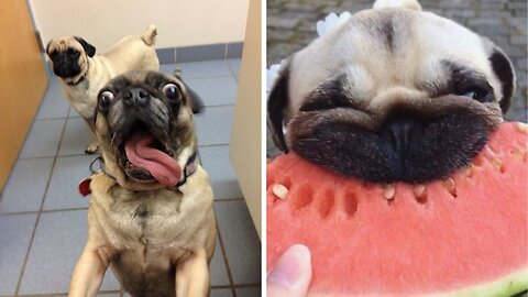 Funniest and Cutest Pug Dog Videos