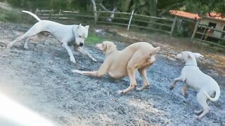 13 Week Old Dogo Argentino Puppy Learning to Play with a Pack of Beasts Off Leash [GUWD#8]