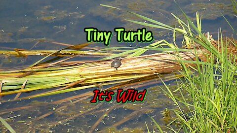 Tiny Turtle - It's Wild